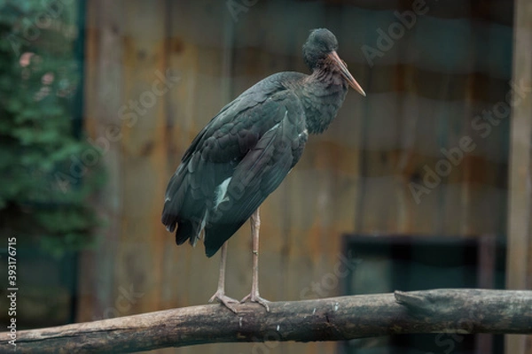 Obraz black crowned crane