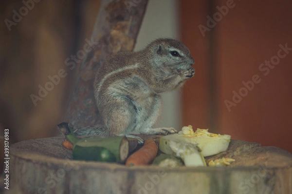 Obraz squirrel eating nut