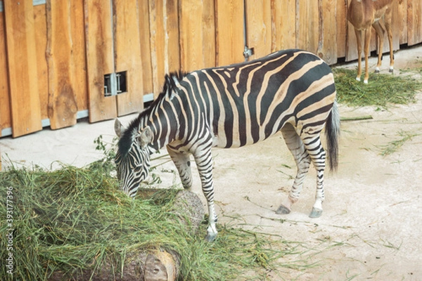 Obraz zebra eating grass