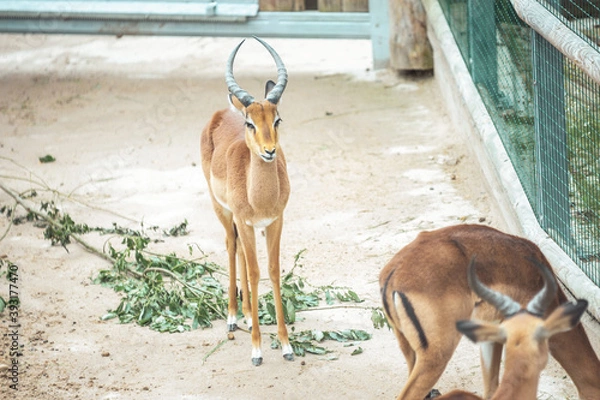 Obraz impala in the zoo