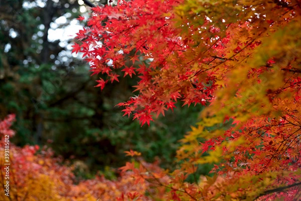 Fototapeta 久保原の紅葉