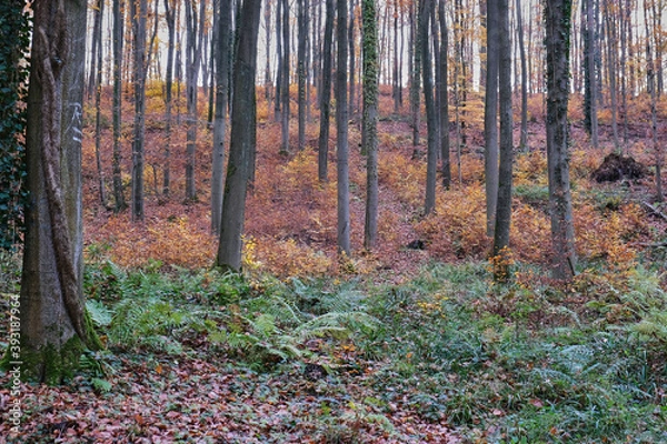 Obraz Herbstlandschaften