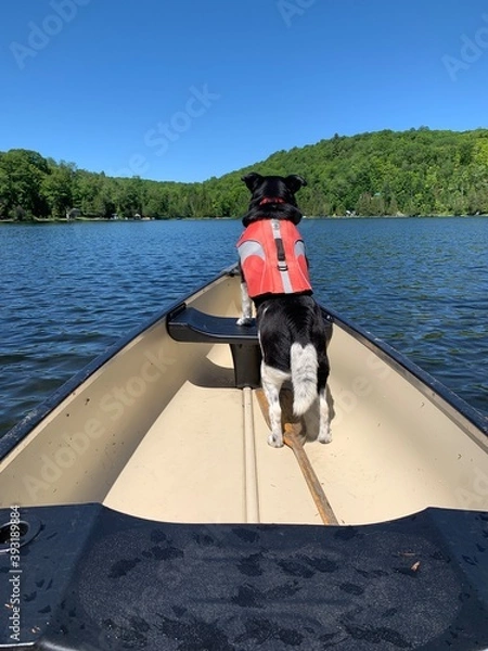 Fototapeta A black dog wearing a life jacket stand watch over the bow of a canoe.