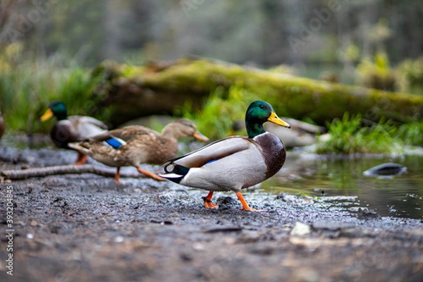 Fototapeta Wild ducks on the side of the lake