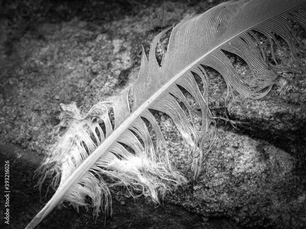 Fototapeta feather on black