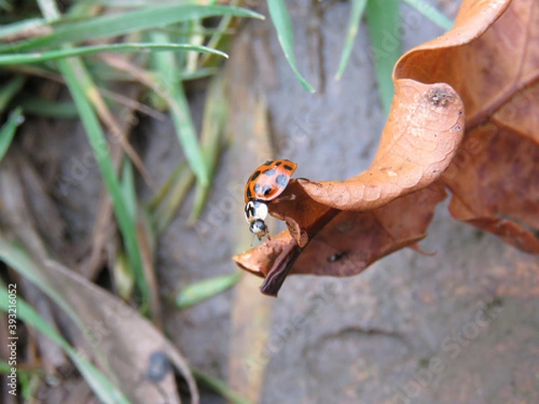 Fototapeta ladybird on a branch
