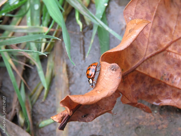 Obraz Ladybird on a dry oak leaf