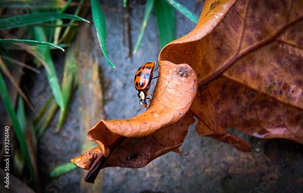 Obraz Ladybird on a dry oak leaf.