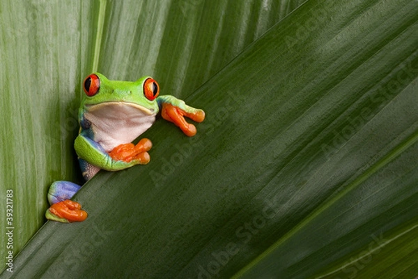 Fototapeta Red Eyed Tree Frog