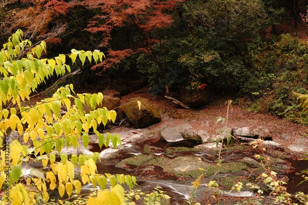 Fototapeta 紅葉と落ち葉が積もった菊池渓谷の秋の風景