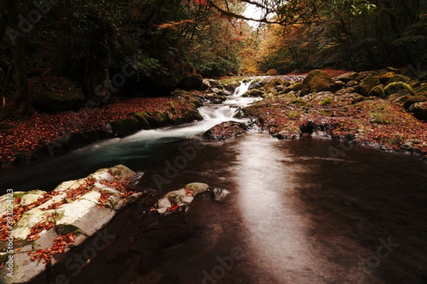 Obraz 紅葉と落ち葉が積もった菊池渓谷の秋の風景