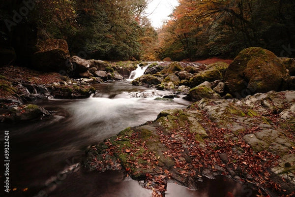 Obraz 紅葉と落ち葉が積もった菊池渓谷の秋の風景