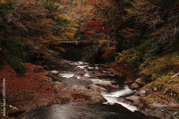 Obraz 紅葉と落ち葉が積もった菊池渓谷の秋の風景