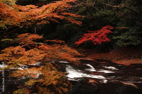 Obraz 紅葉と落ち葉が積もった菊池渓谷の秋の風景
