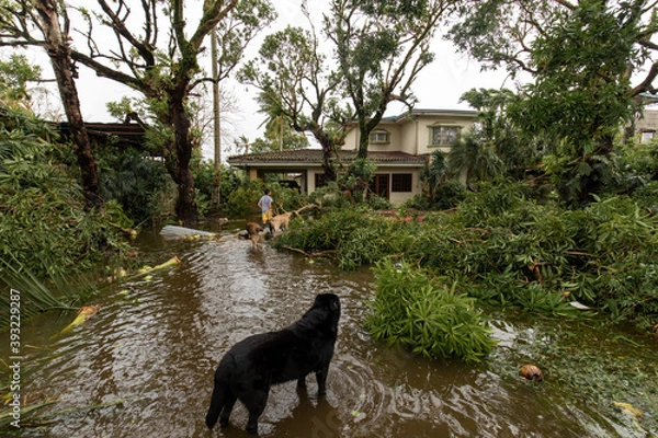 Obraz Naga City, Philippines - November 1, 2020: Aftermath of the super typhoon Goni. A young boy walking with his dogs in front of his flooded residence observing the destruction of the super typhoon Goni,