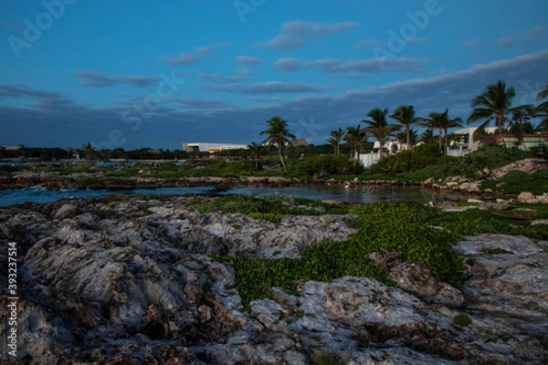 Obraz coastal palm trees