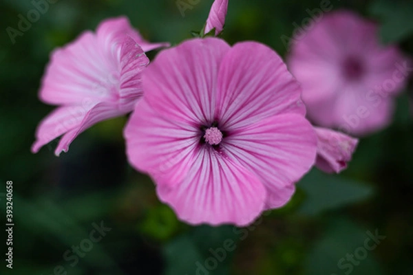 Obraz beautiful flowers