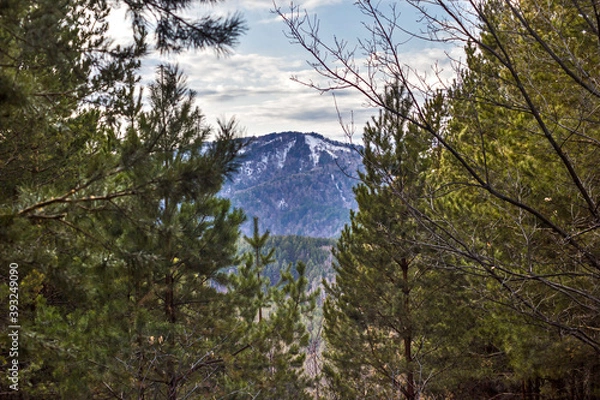 Obraz forest in the mountains in autumn