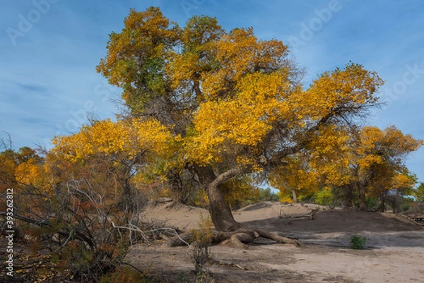 Obraz 中国内蒙古阿拉善额济纳胡杨林