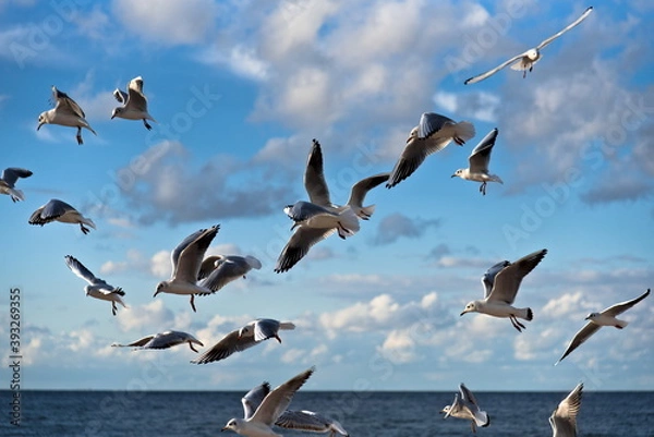 Obraz Seagulls on the shores of the Baltic Sea.