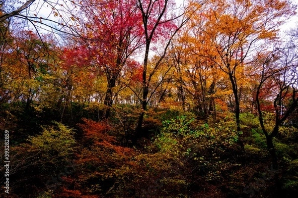 Obraz マゼノ渓谷