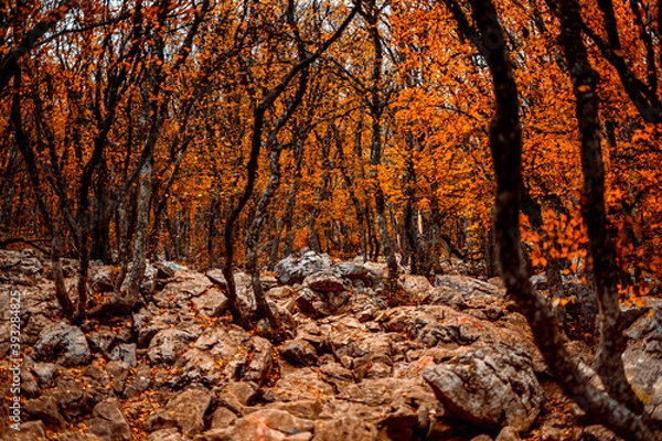 Obraz tree in the autumn