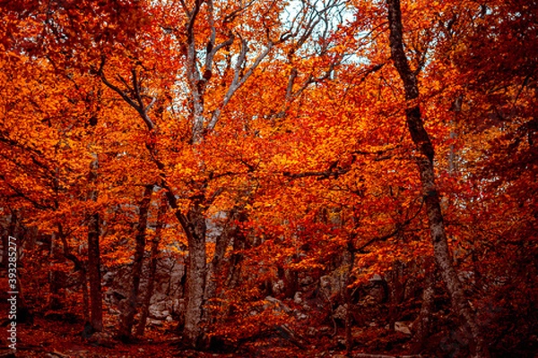 Obraz autumn in the woods