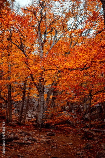 Obraz autumn forest in the morning