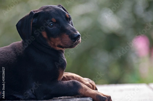 Fototapeta young doberman dog