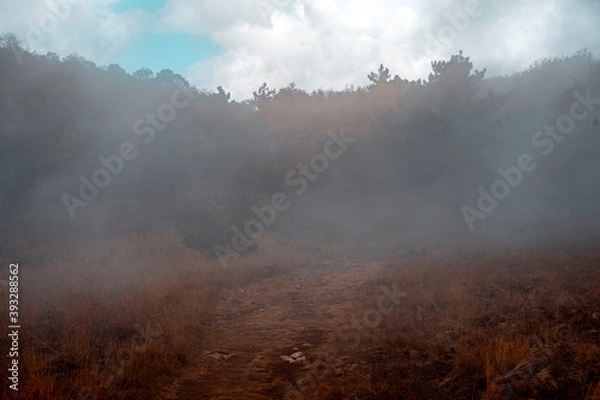 Obraz fog in the forest