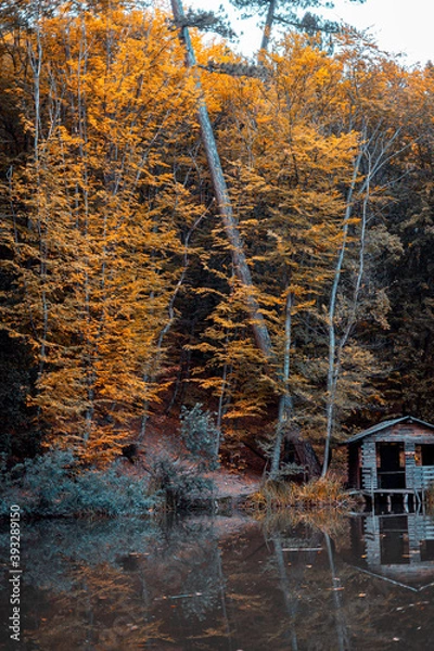 Obraz autumn in the forest
