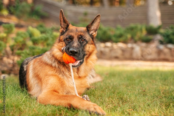 Fototapeta German shepherd dog playing with an orange ball in its mouth. Portrait of a playing purebred dog in summer park.