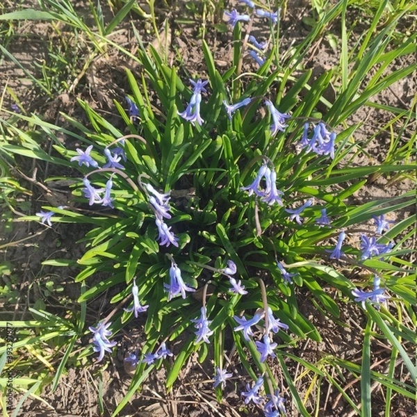 Obraz Spring flowers