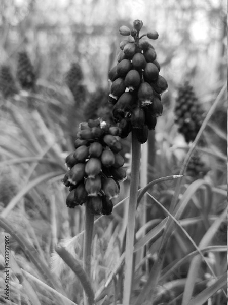 Obraz Spring flowers
