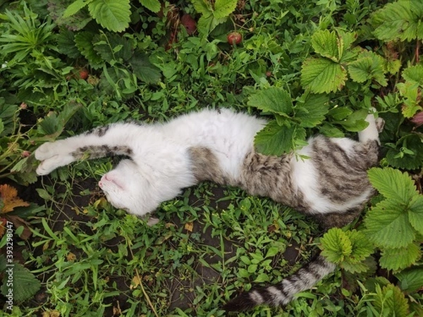 Obraz sleeping cat on the grass