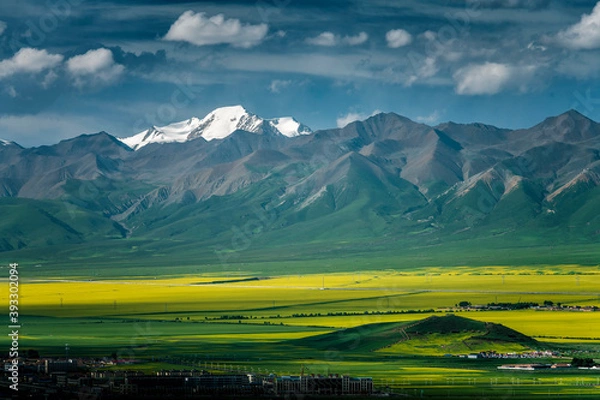 Obraz 中国青海海北门源油菜花