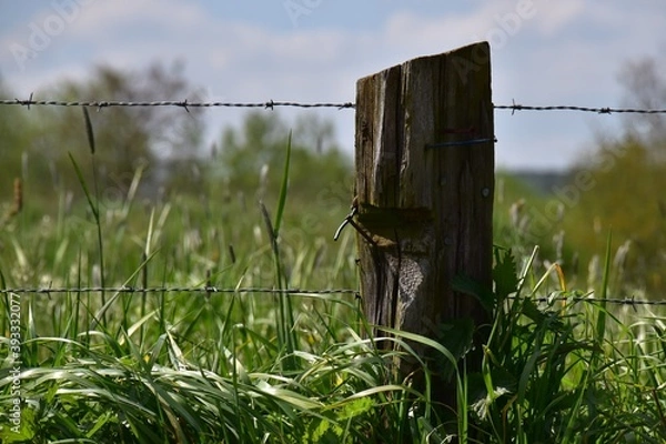 Obraz Tronco de árbol 