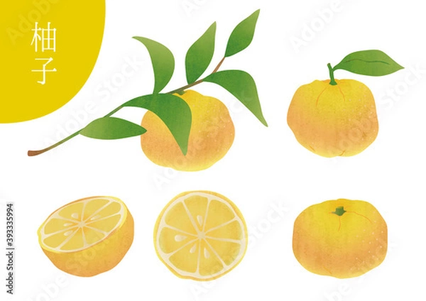 Obraz 柚子のいろんな素材イラスト