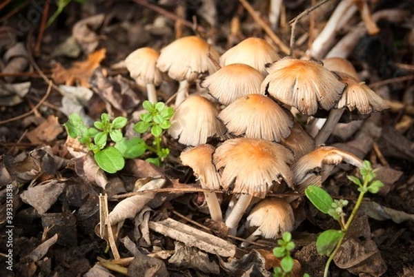 Obraz petitsChampignons