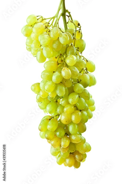 Obraz fresh green grape