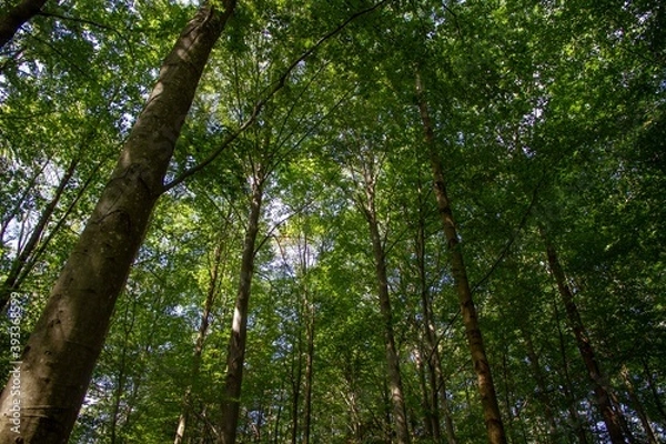 Fototapeta Foresta di alberi