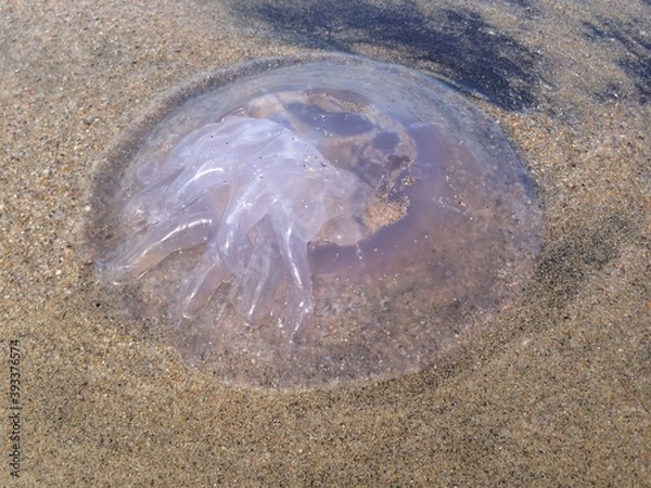 Fototapeta jellyfish on the beach