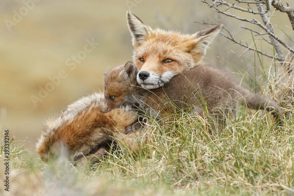 Obraz Red fox cub in nature at springtime on a sunny day.