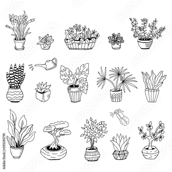 Fototapeta Set of hand drawn house plants in pots. Big set cute of hand drawn house plants in pots including cactus, dracena, aloe and others, and garden tools. Vector collection of doodle plants.