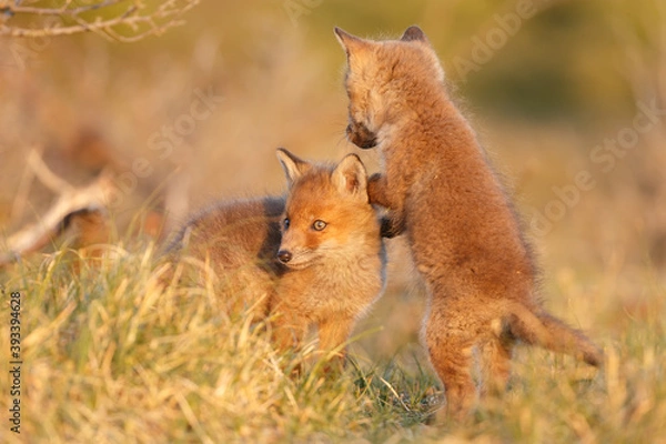 Fototapeta Red fox cub in springtime in nature.
