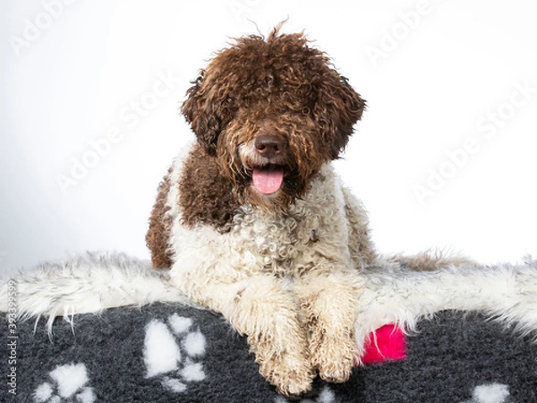 Fototapeta Lagotto romagnolo puppy dog portrait, image taken in a studio. isolated on white.