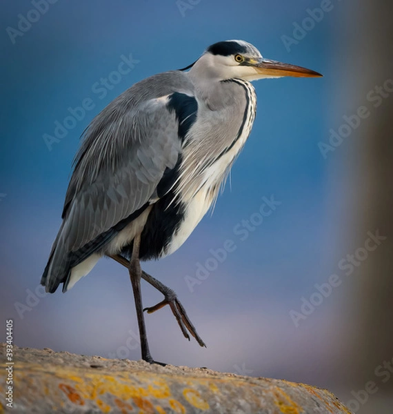 Obraz First foot forward