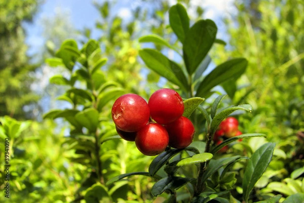 Fototapeta foxberries