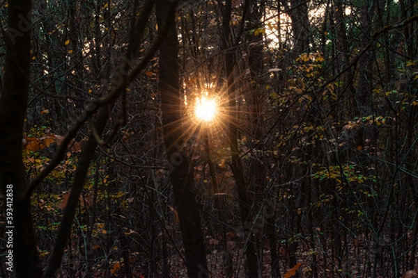Fototapeta Sunset through the trees in the forest during autumn