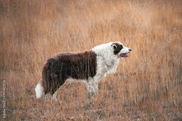 Fototapeta Dog standing in the meadow grass field in the sunlight during autumn